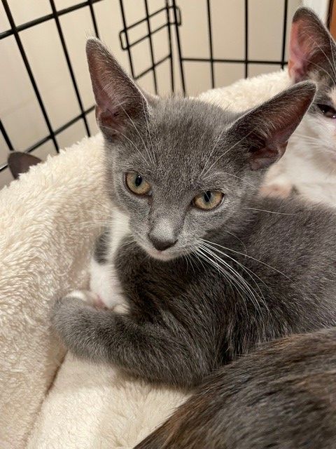 Melba (LE), a Adoptable Domestic Short Hair in Little Falls, NJ image 1/10