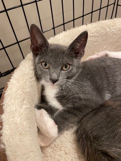 Melba (LE), Adoptable, Adult Female Domestic Short Hair.