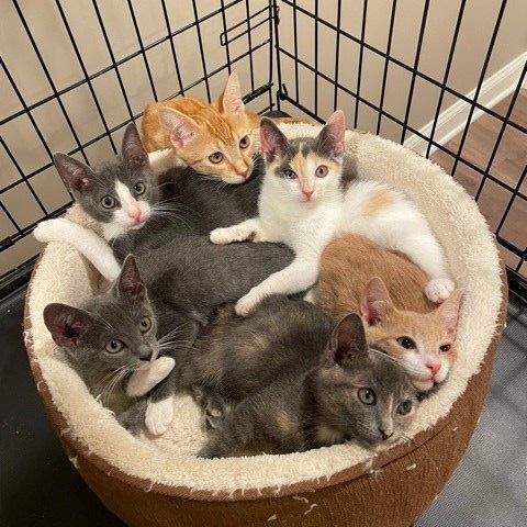 Melba (LE), a Adoptable Domestic Short Hair in Little Falls, NJ image 5/10