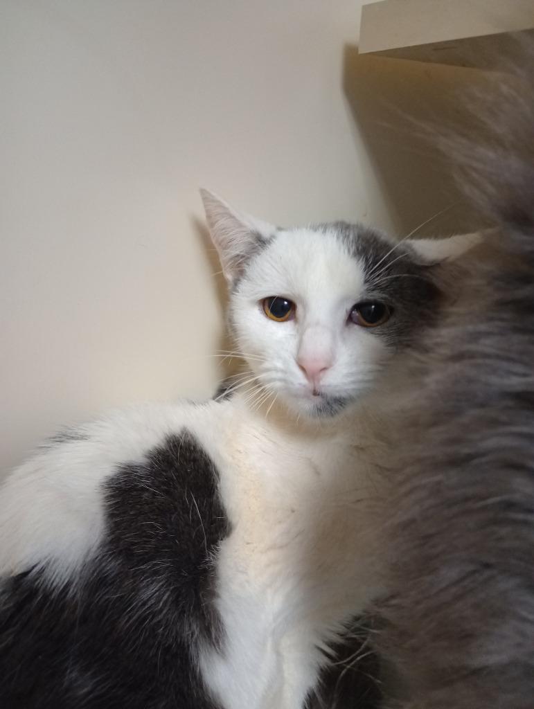 Pitter Patter, Adoptable, Young Female Domestic Short Hair.