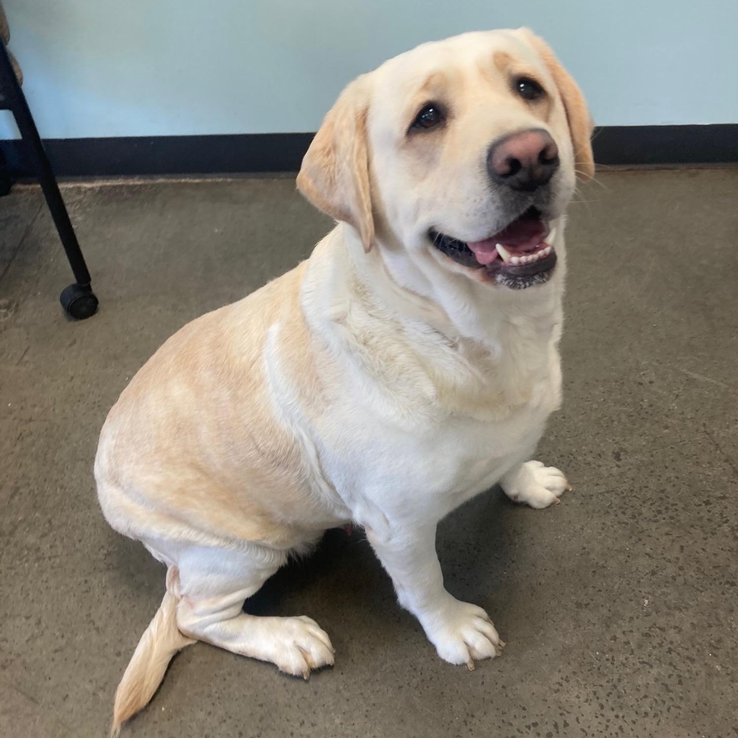 Enlarge Willow, an adopted mixed breed in Mishawaka, IN image 2/3