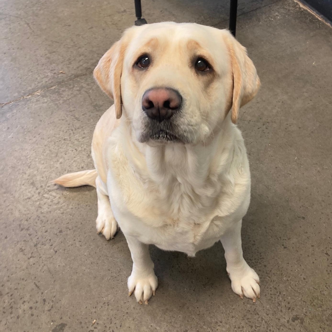 Enlarge Willow, an adopted mixed breed in Mishawaka, IN image 3/3