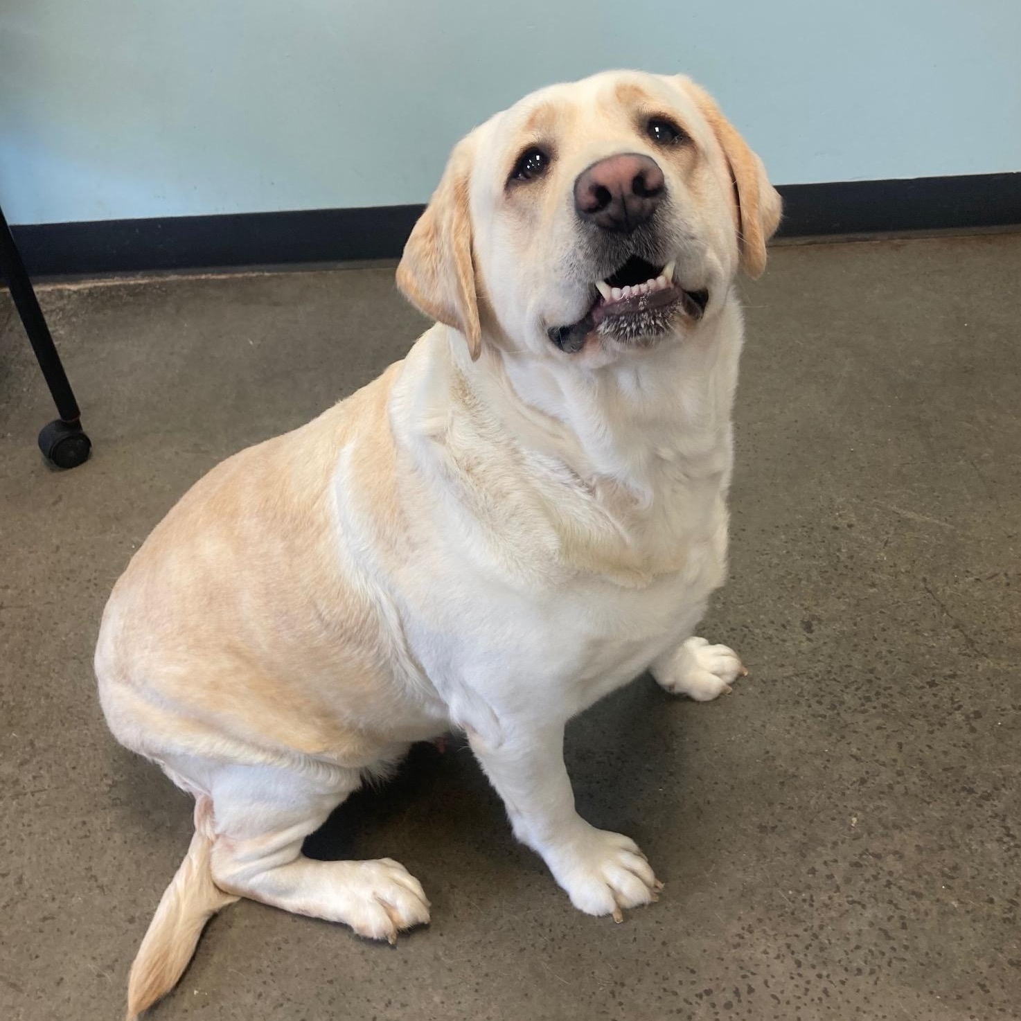 Willow, adopted, Adult Female Yellow Labrador Retriever.