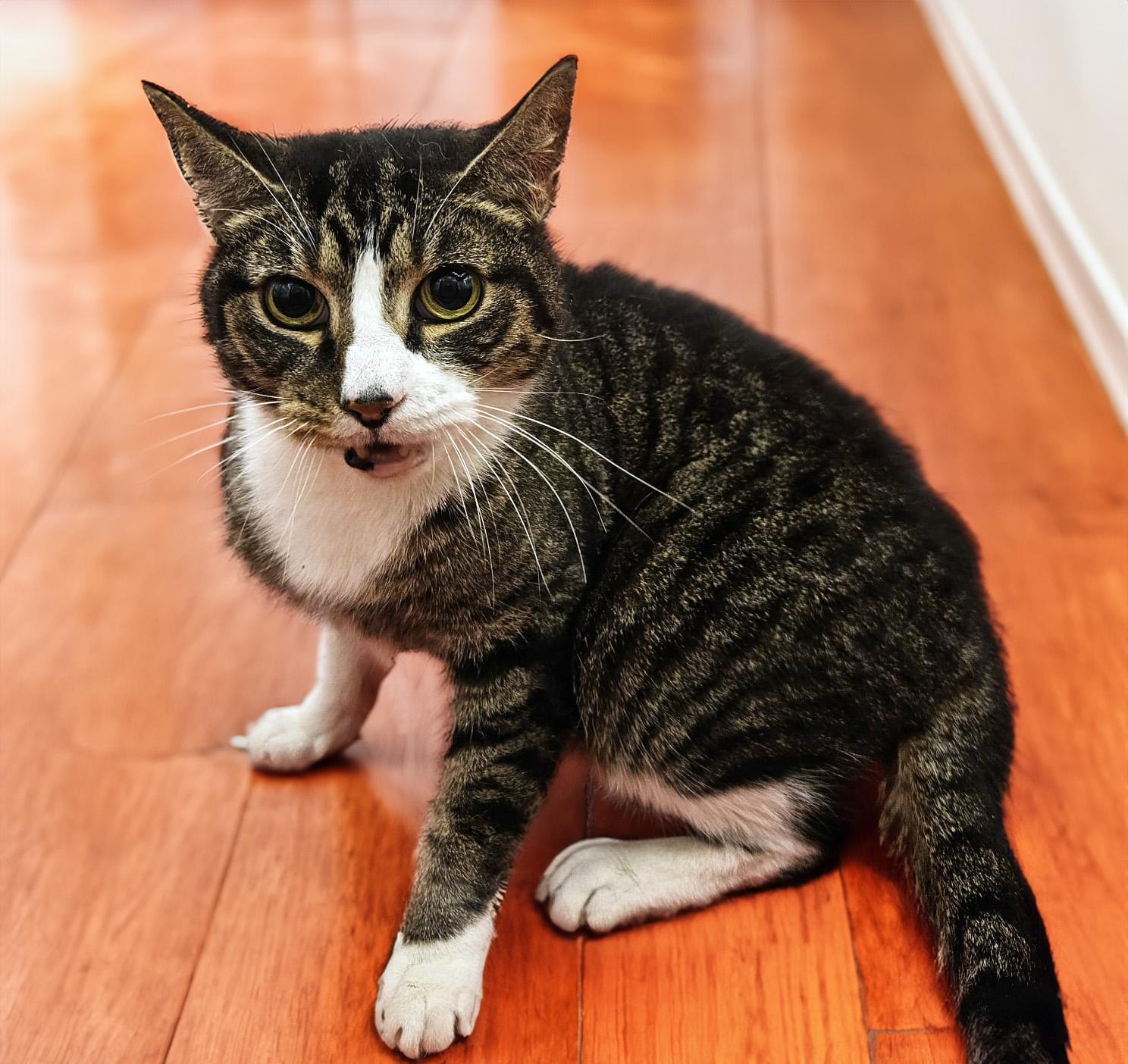 Enlarge Kayla the kind hearted cutie!, a Adoptable Domestic Short Hair in Stamford, CT image 2/6