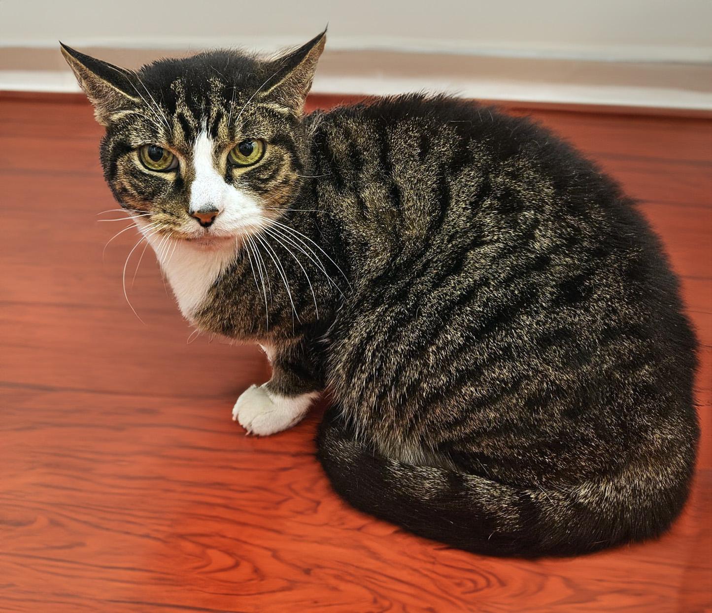 Kayla the kind hearted cutie!, Adoptable, Adult Female Domestic Short Hair.