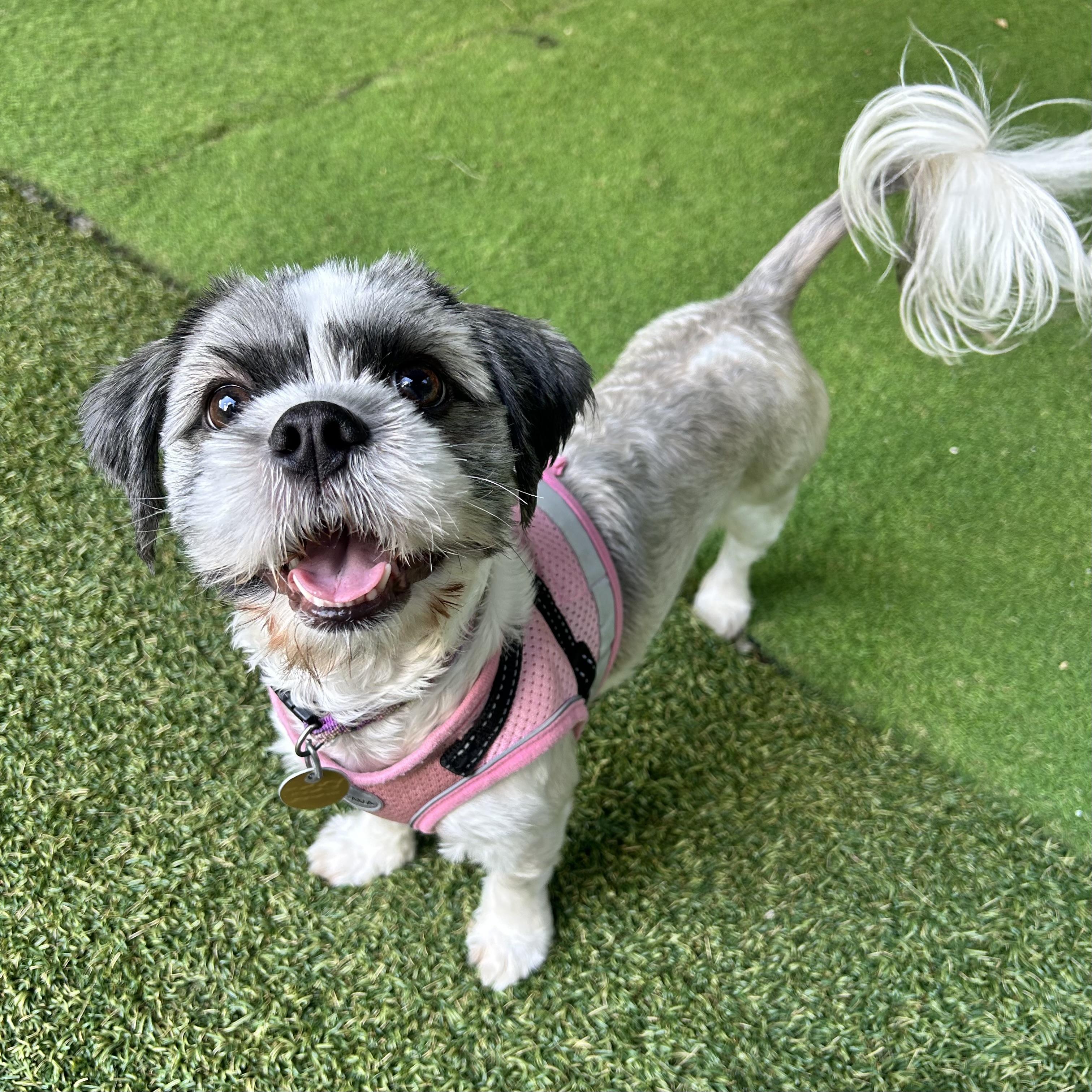 Enlarge Beverly, an adopted mixed breed in Huntington, NY image 1/1