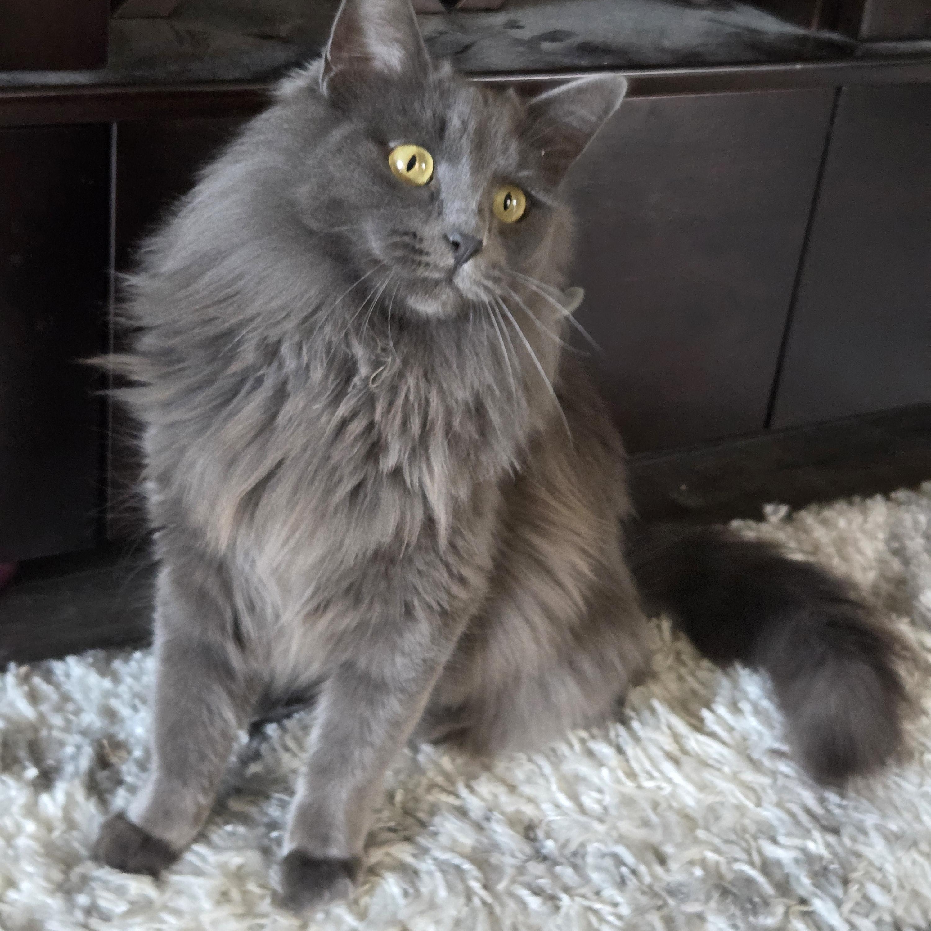 Enlarge Hayes, an adopted Domestic Long Hair in BURNABY, BC image 1/1