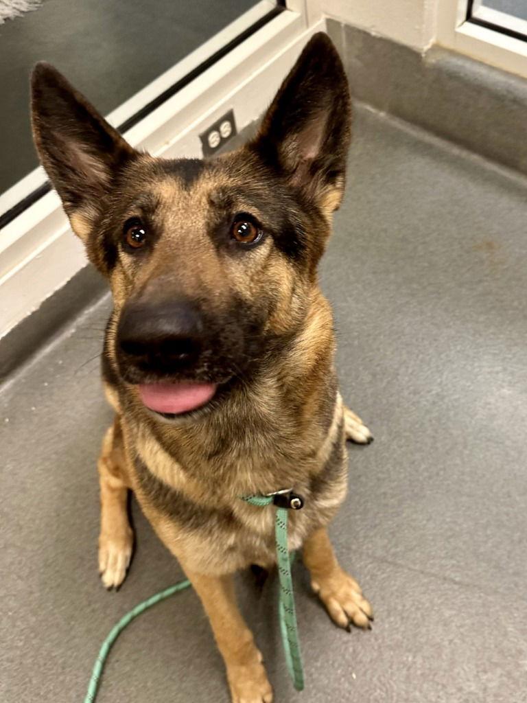 DA 5 Cinnamon Toast Crunch, a Adoptable German Shepherd Dog in Glen Allen, VA image 1/2