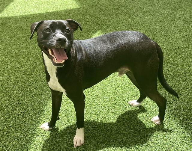 COMET, Adoptable, Young Male Australian Kelpie & Mixed Breed.