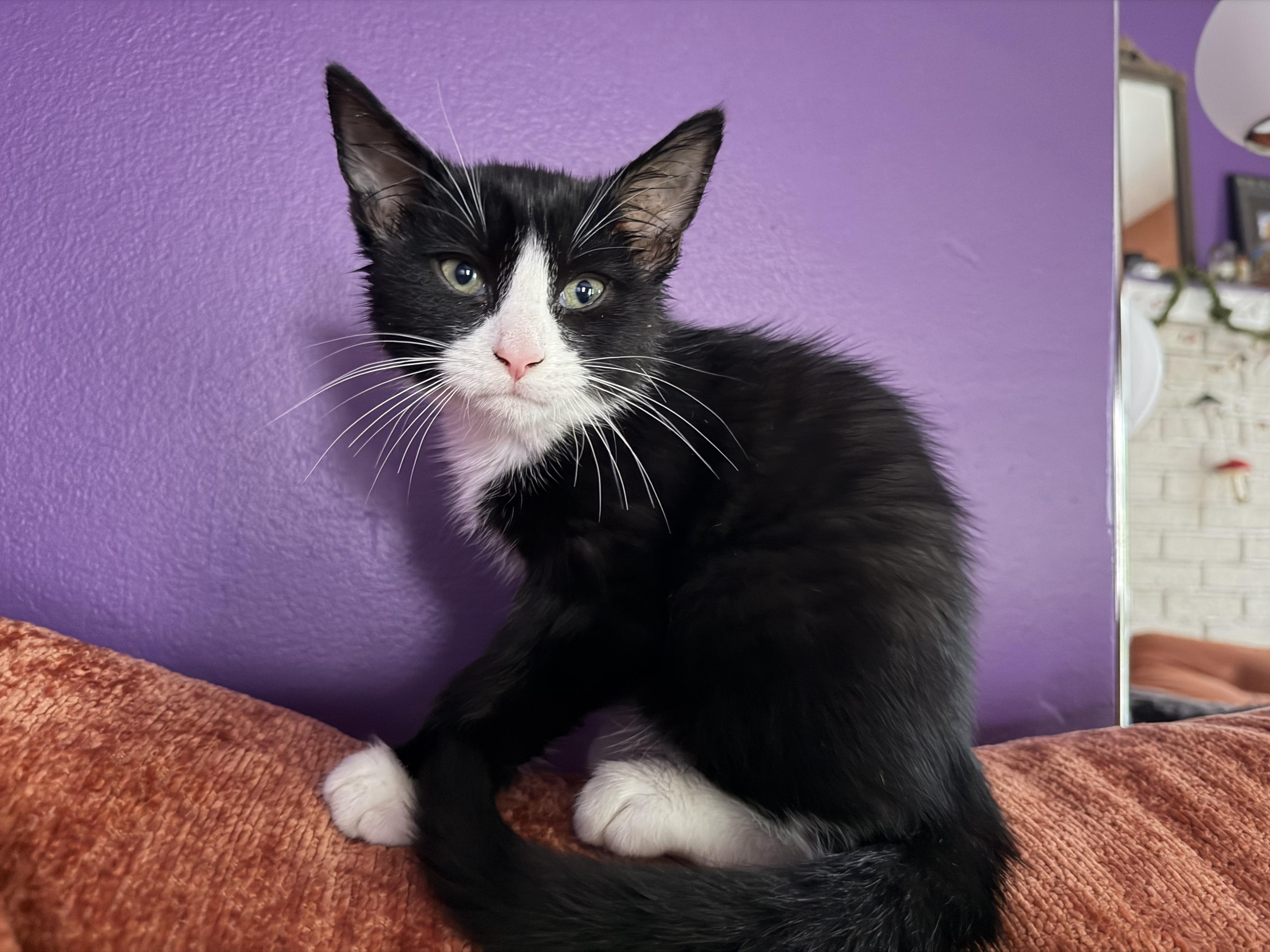 Enlarge Archie, a Adoptable mixed breed in Cincinnati, OH image 5/6