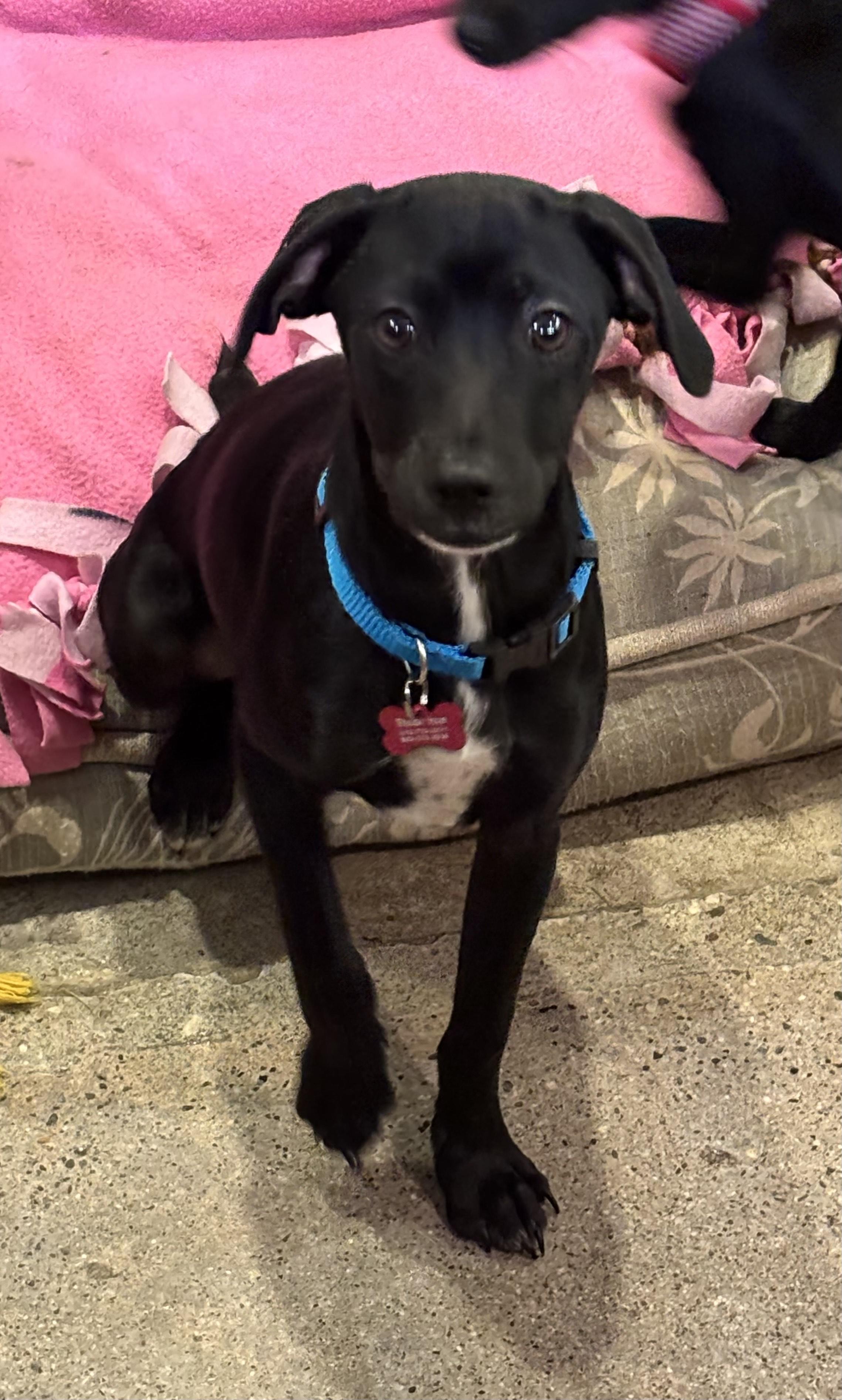 Stone, ADOPTABLE, Puppy Male Chihuahua.