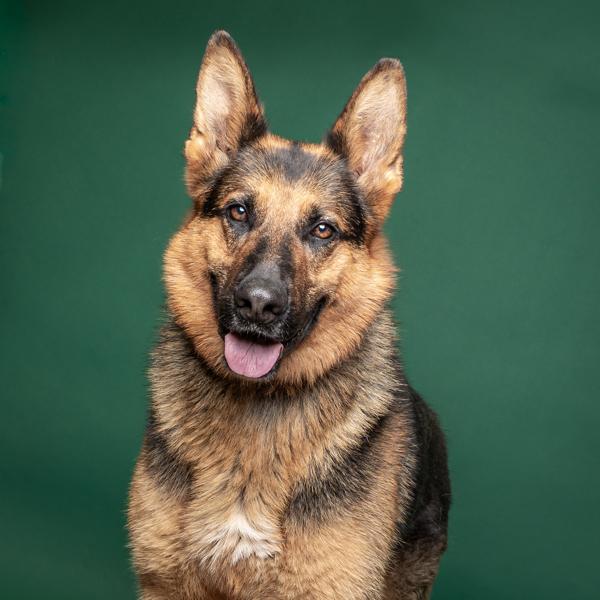 Enlarge Enzo, a Adoptable German Shepherd Dog in Salem, OR image 1/1
