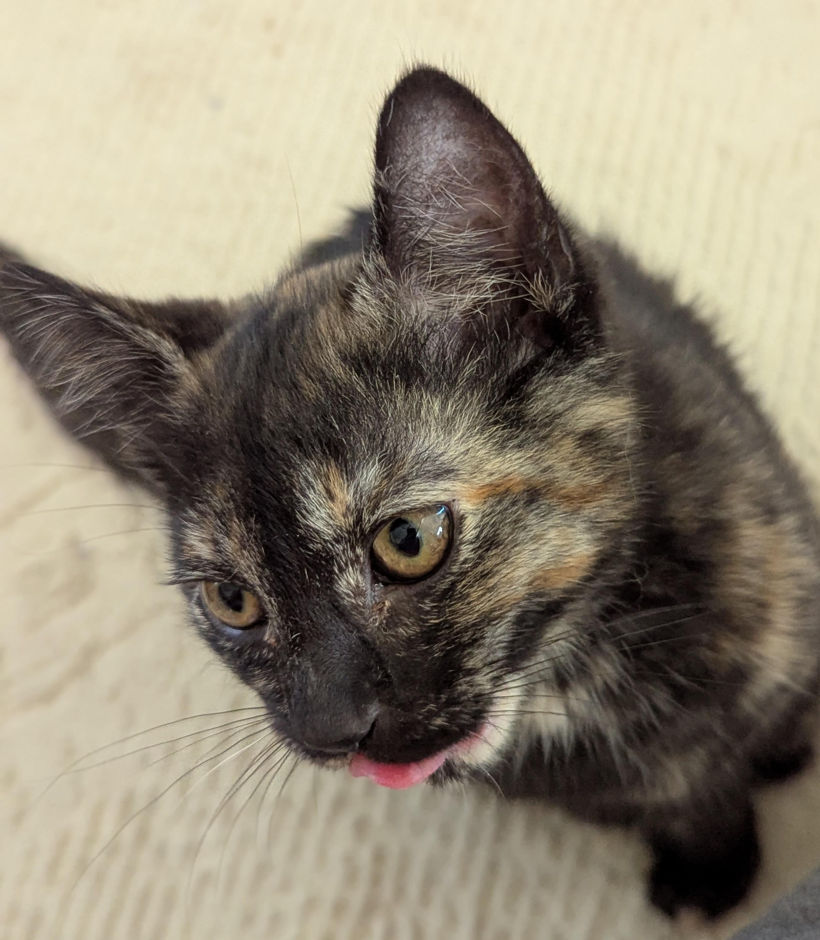 Clover (bonded with Poppy Prince) photo 3