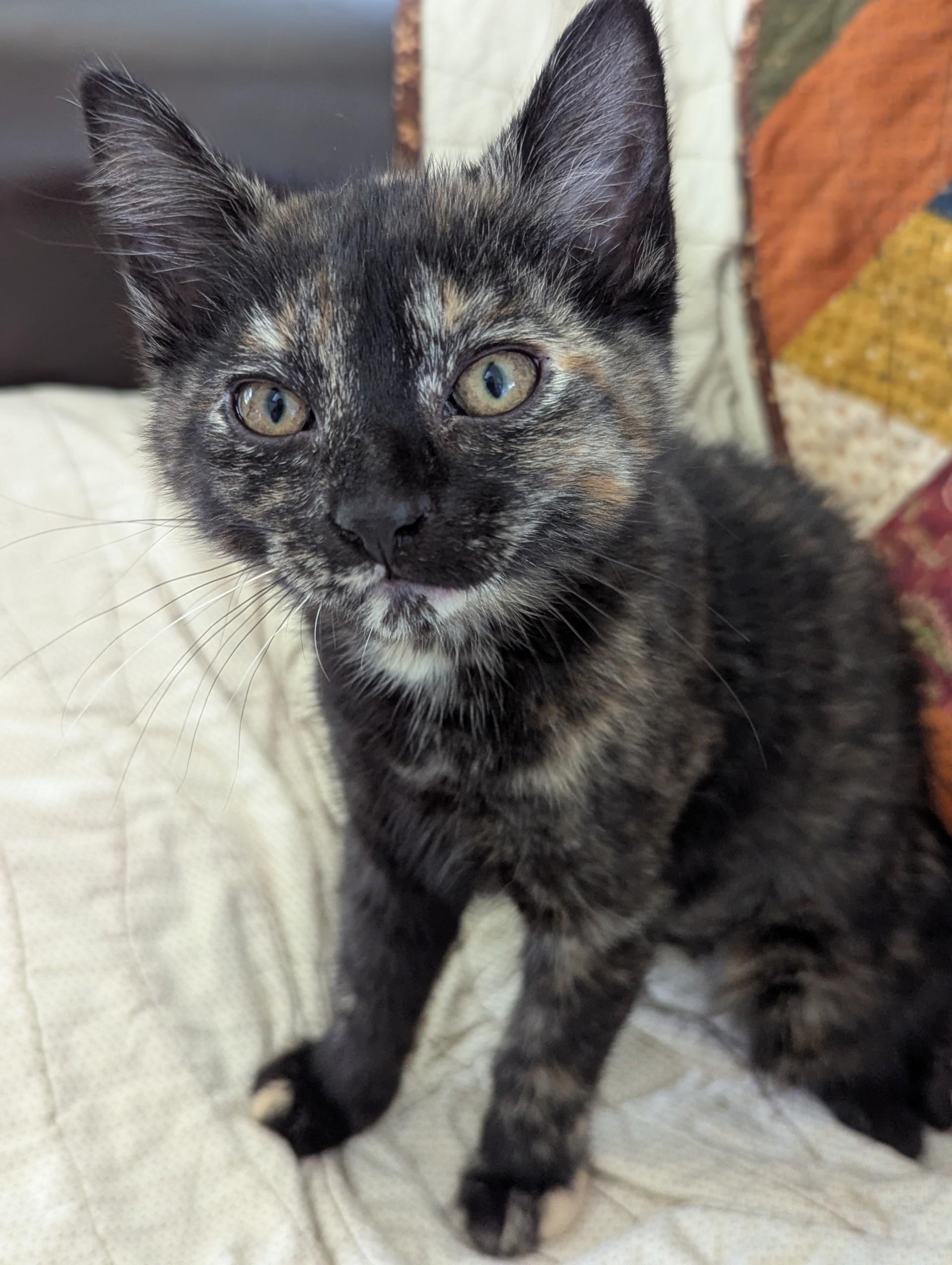 Clover (bonded with Poppy Prince), Baby Female Domestic Short Hair