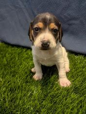 Lilly, an adopted mixed breed in Batesville, IN image 3/5