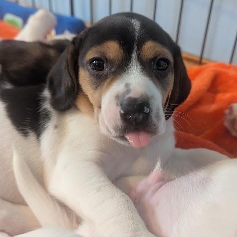 Lilly, an adopted mixed breed in Batesville, IN image 1/5