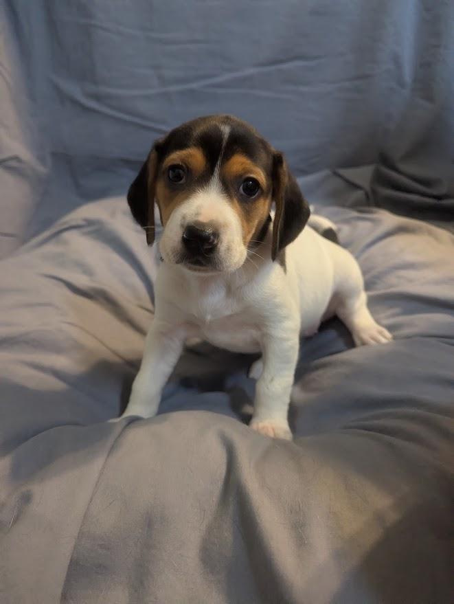 Lilly, an adopted mixed breed in Batesville, IN image 2/5