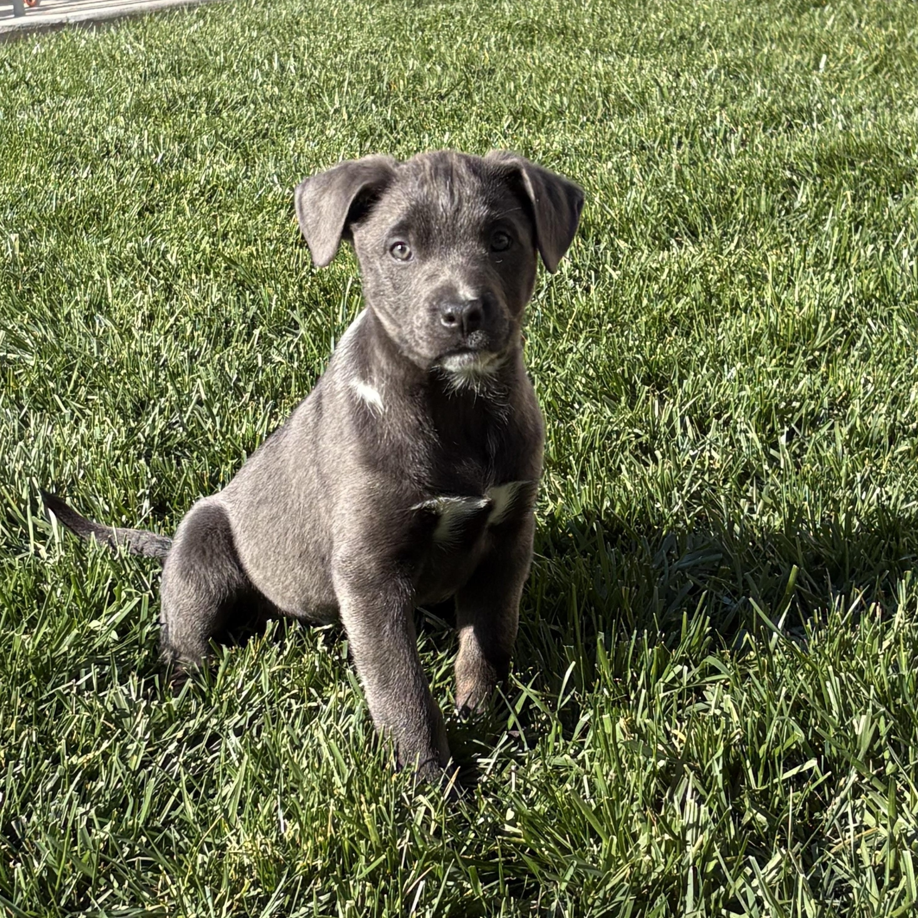 JOJO!, Adoptable, Puppy Female Pit Bull Terrier & Labrador Retriever.