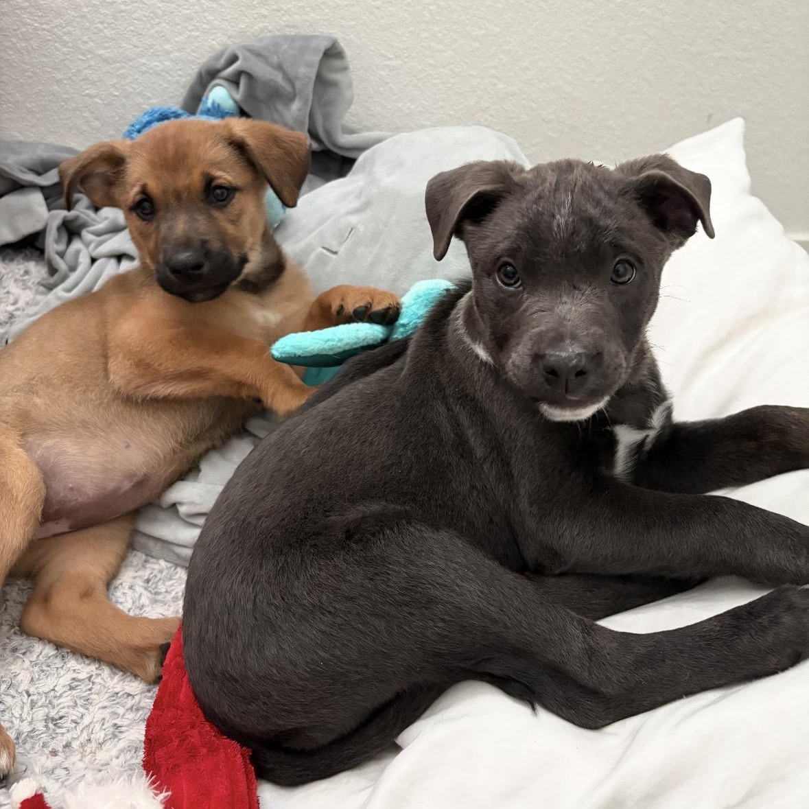 Enlarge JOJO!, a Adoptable mixed breed in Loomis, CA image 2/4