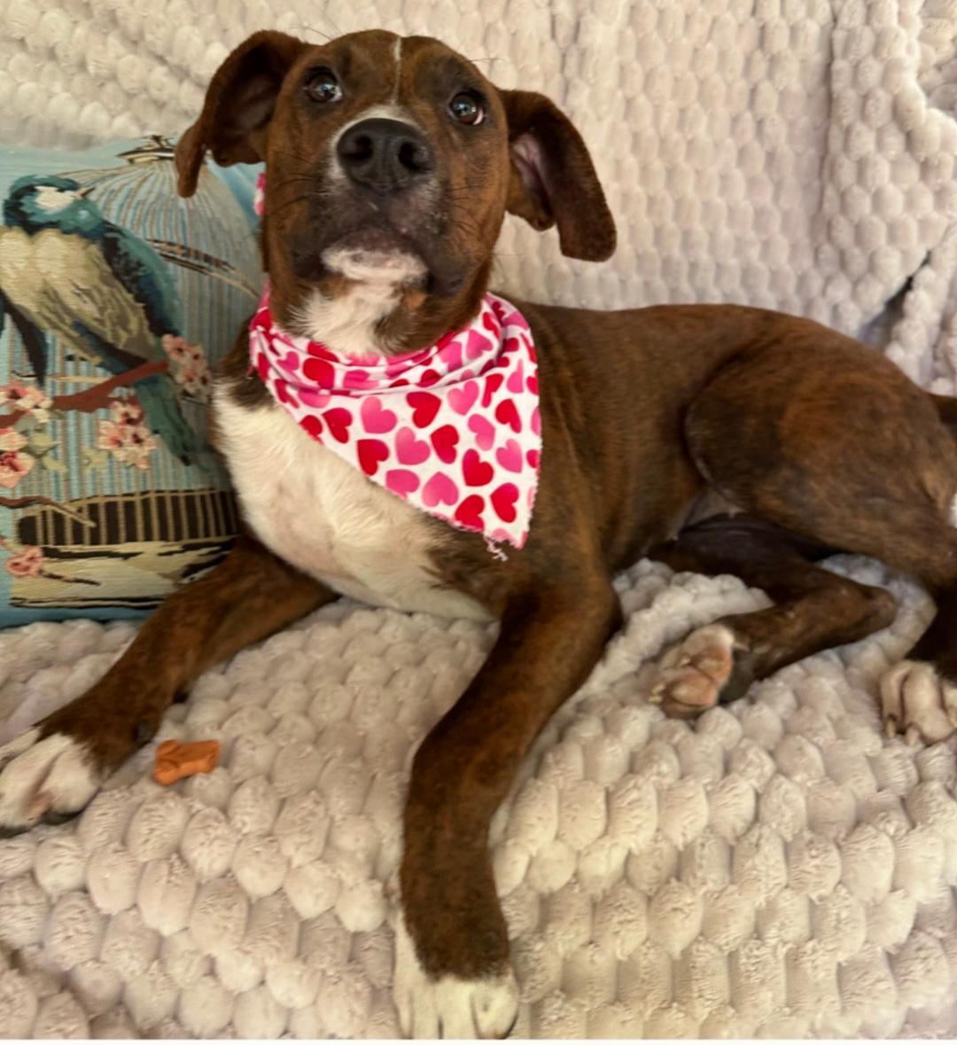 Luna, an adopted mixed breed in Knoxville, TN image 3/5