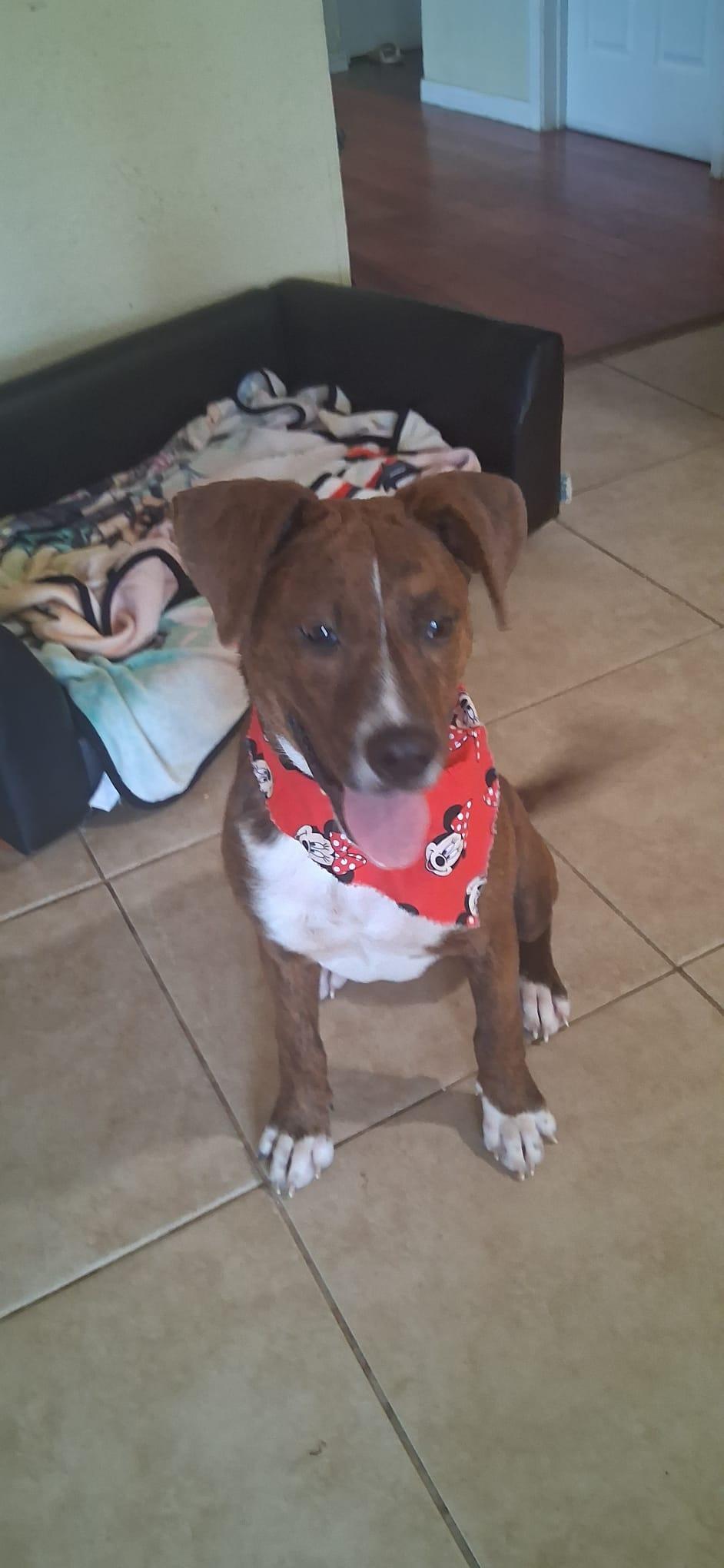 Luna, an adopted mixed breed in Knoxville, TN image 4/5