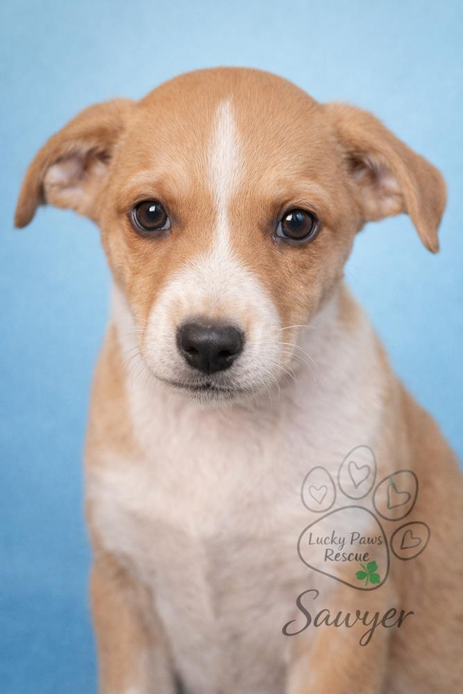 Southern Country Crew - Sawyer, Adoptable, Puppy Male Australian Cattle Dog / Blue Heeler & Labrador Retriever.