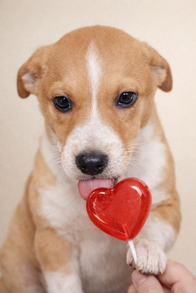 Enlarge Southern Country Crew - Sawyer, a Adoptable mixed breed in Hudson, FL image 3/4