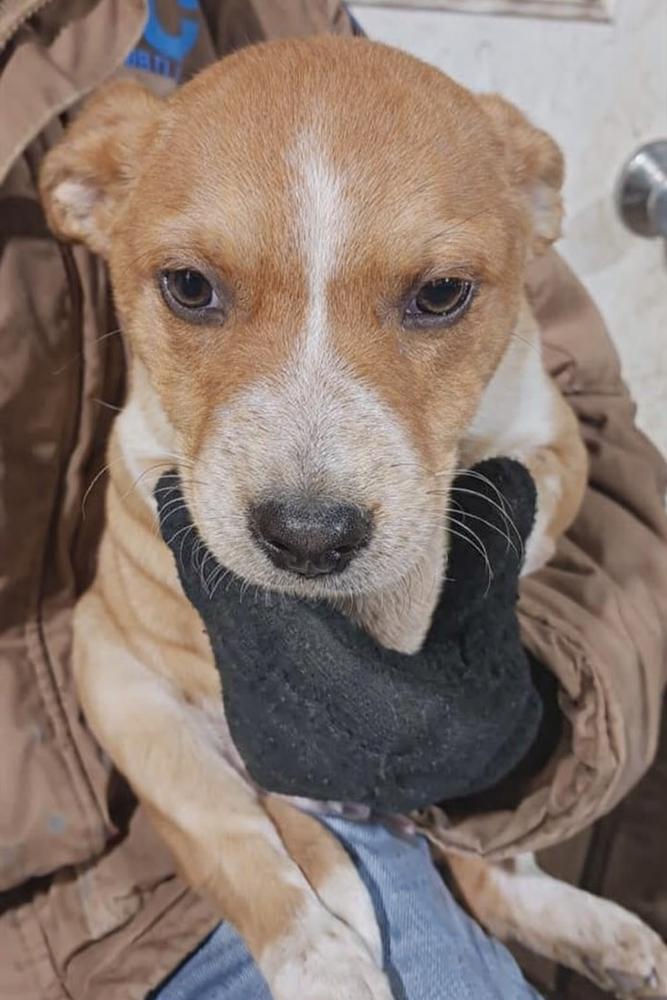 Enlarge Southern Country Crew - Sawyer, a Adoptable mixed breed in Hudson, FL image 4/4