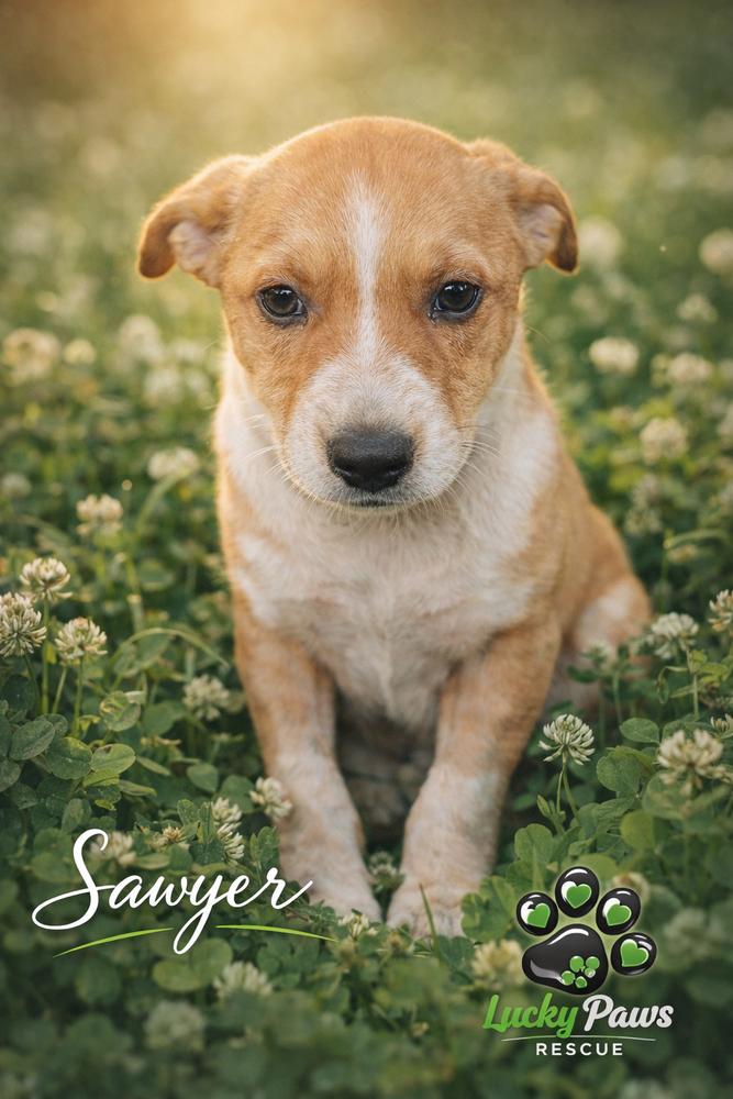 Enlarge Southern Country Crew - Sawyer, a Adoptable mixed breed in Hudson, FL image 2/4