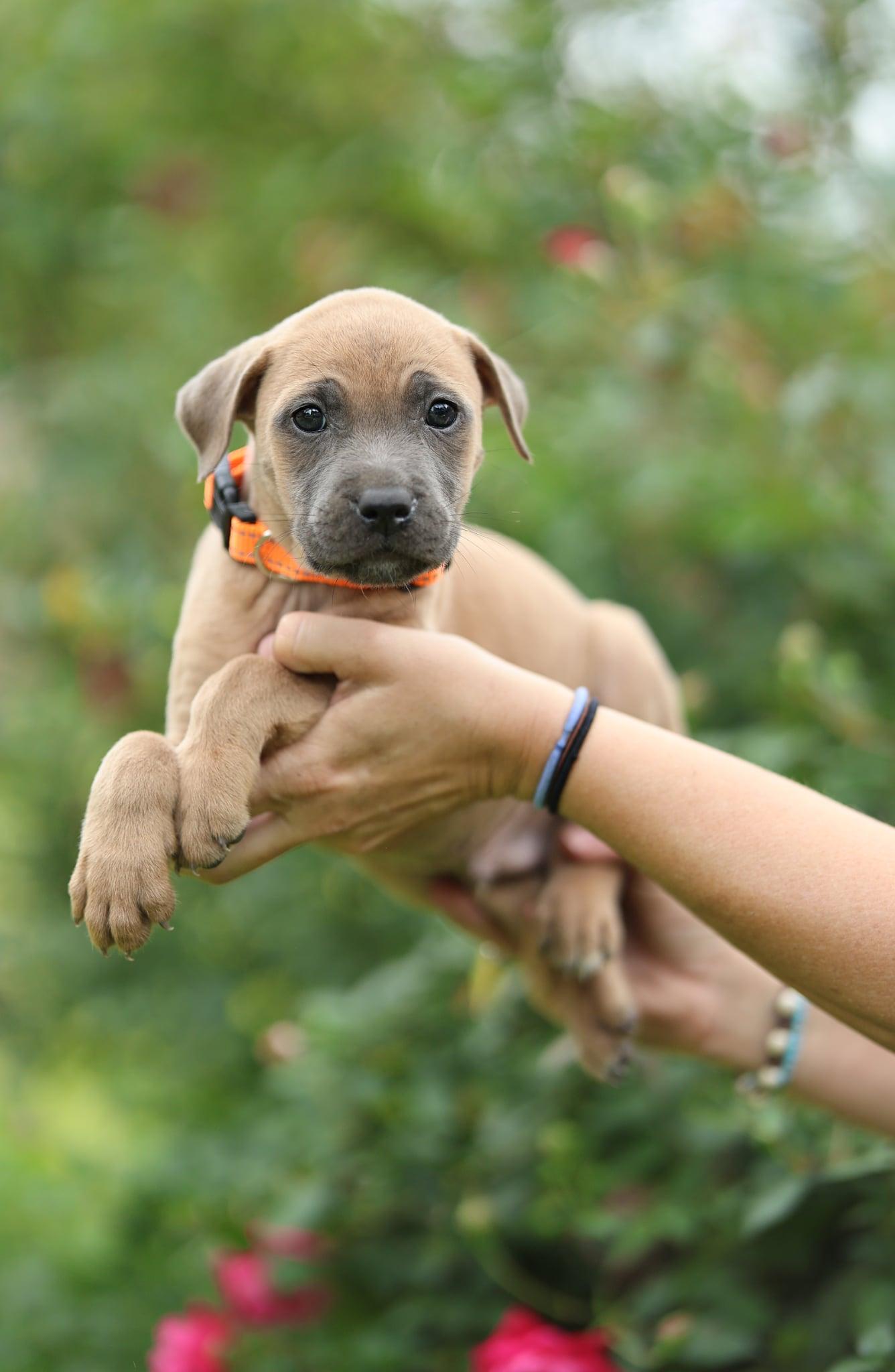 Jasper, an adopted mixed breed in New Orleans, LA image 2/6
