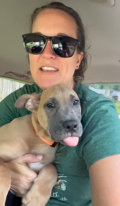 Enlarge Jasper, an adopted mixed breed in New Orleans, LA video 6/6