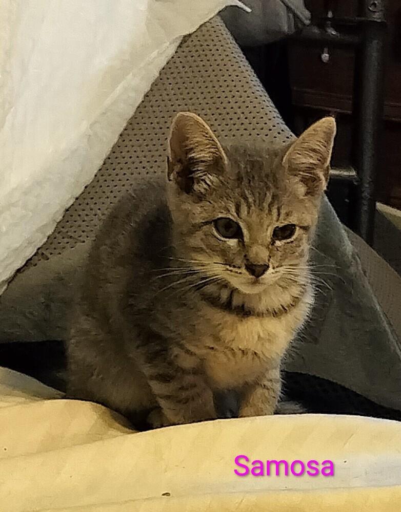 Enlarge Samosa, a Adoptable Domestic Short Hair in Boone, CO image 1/2
