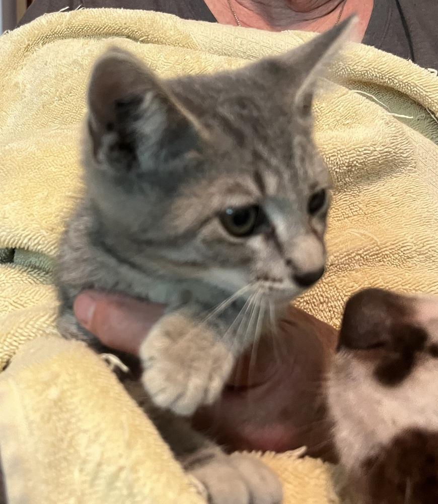 Enlarge Samosa, a Adoptable Domestic Short Hair in Boone, CO image 2/2