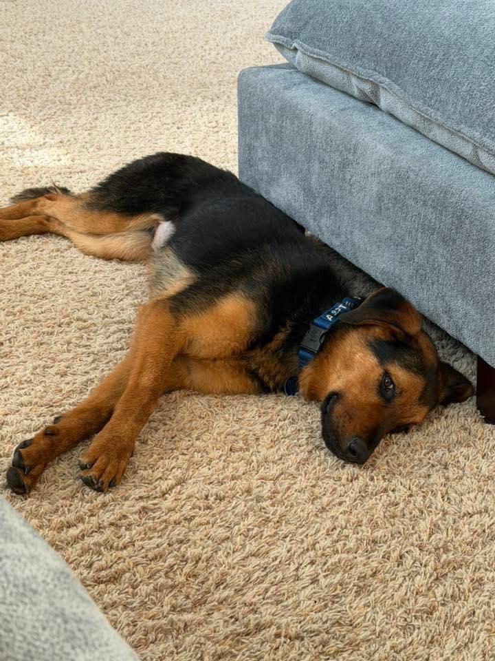 Myrtle, a ADOPTABLE mixed breed in Indianapolis, IN image 5/5