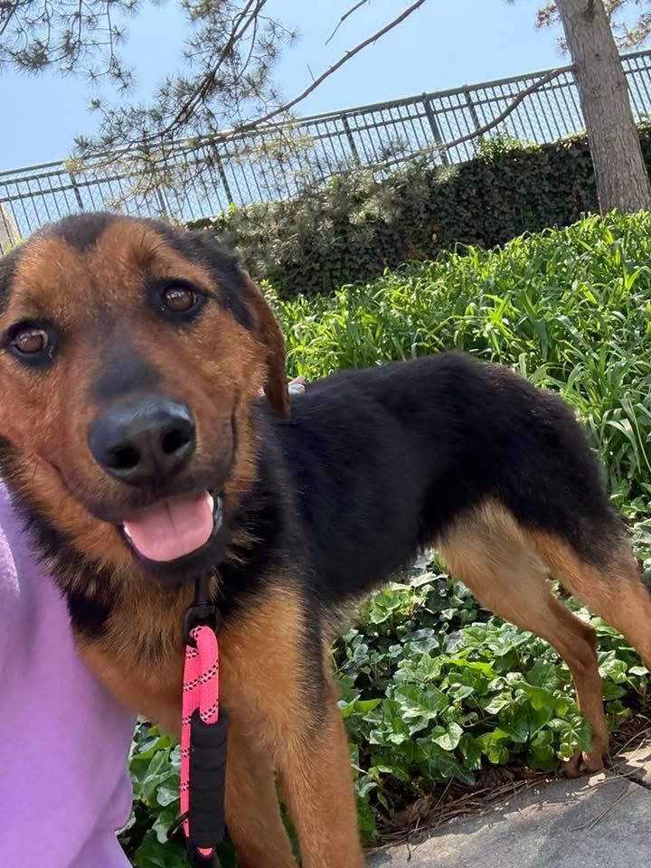 Myrtle, a ADOPTABLE mixed breed in Indianapolis, IN image 4/5