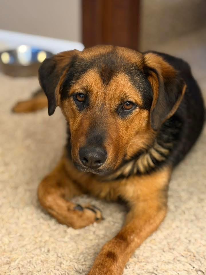 Myrtle, ADOPTABLE, Young Female Hound & Shepherd.