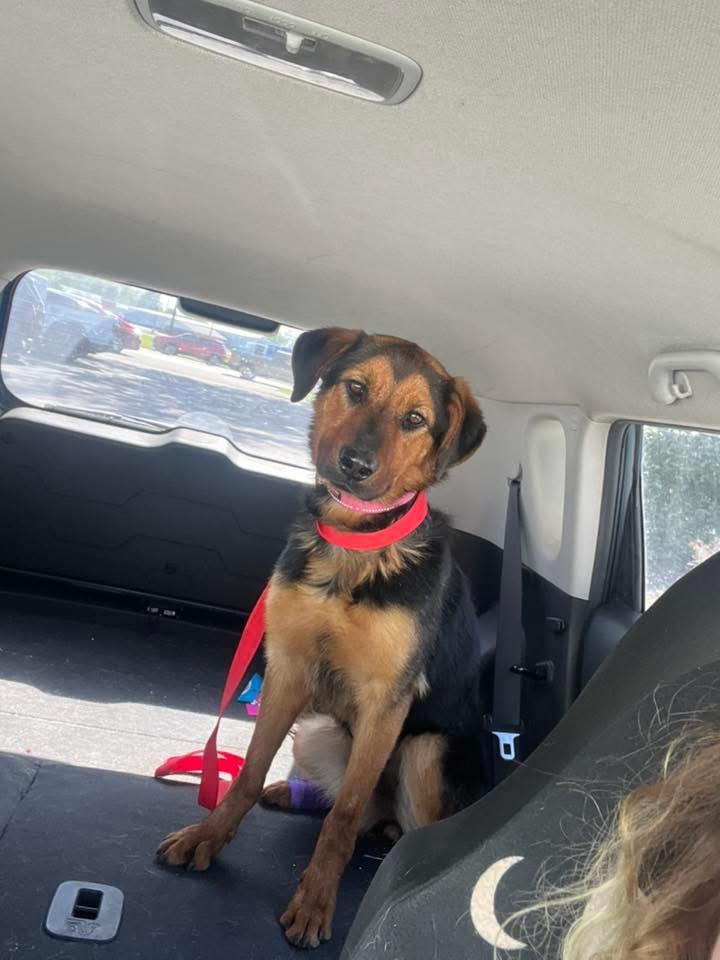 Myrtle, a ADOPTABLE mixed breed in Indianapolis, IN image 3/5