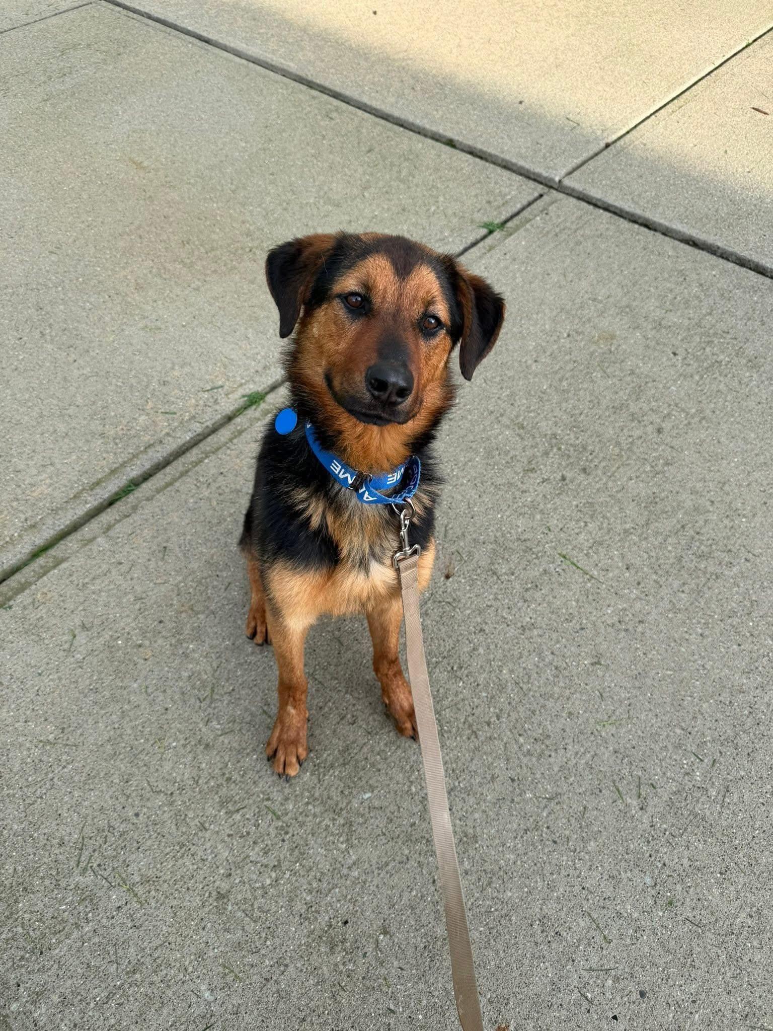 Myrtle, a ADOPTABLE mixed breed in Indianapolis, IN image 2/5