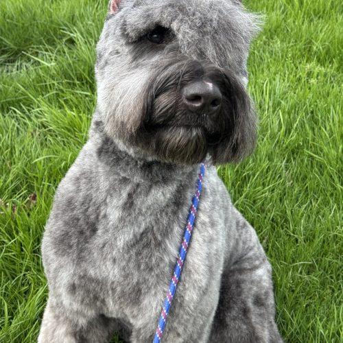 Riggs, Adoptable, Puppy Male Bouvier des Flandres.