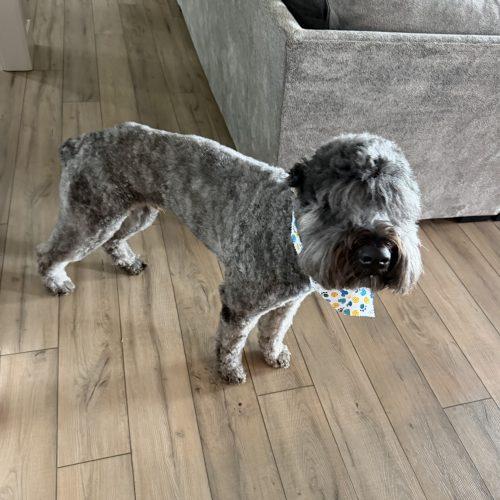 Enlarge Riggs, a Adoptable Bouvier des Flandres in Vancouver, WA image 2/5