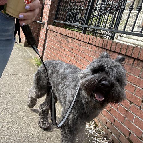 Enlarge Riggs, a Adoptable Bouvier des Flandres in Vancouver, WA image 3/5