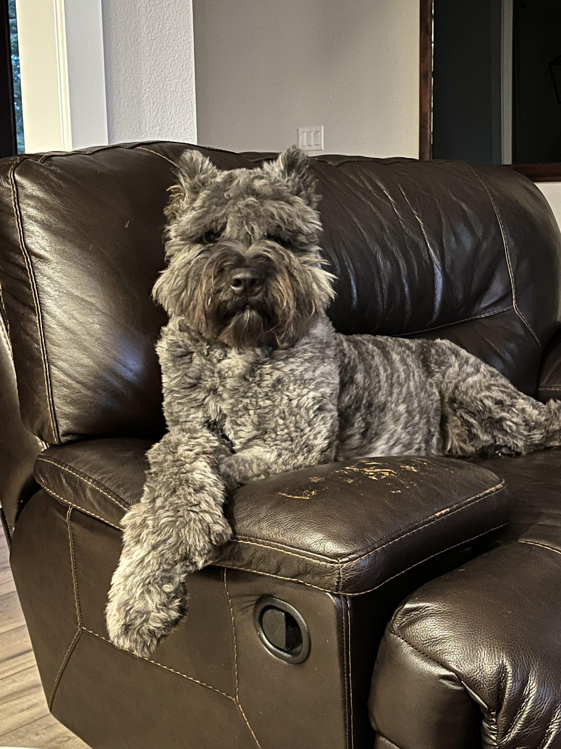 Enlarge Riggs, a Adoptable Bouvier des Flandres in Vancouver, WA image 4/5
