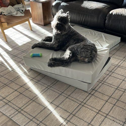 Enlarge Riggs, a Adoptable Bouvier des Flandres in Vancouver, WA image 5/5