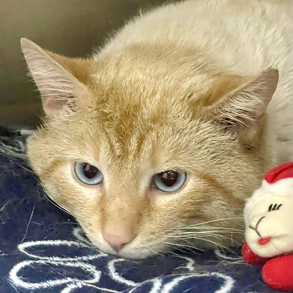 Creamsicle — thumbnail 2