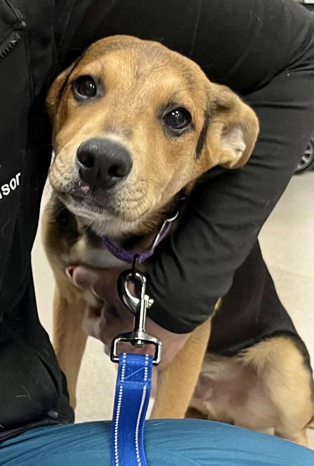 Roux, Adoptable, Puppy Male Terrier.