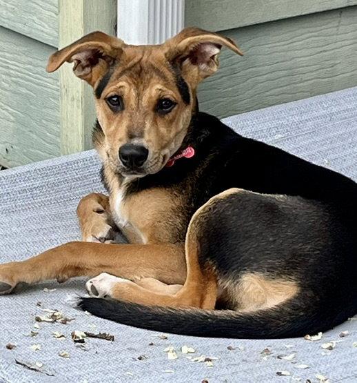 Roux, a Adoptable Terrier in Blackwood, NJ image 2/3