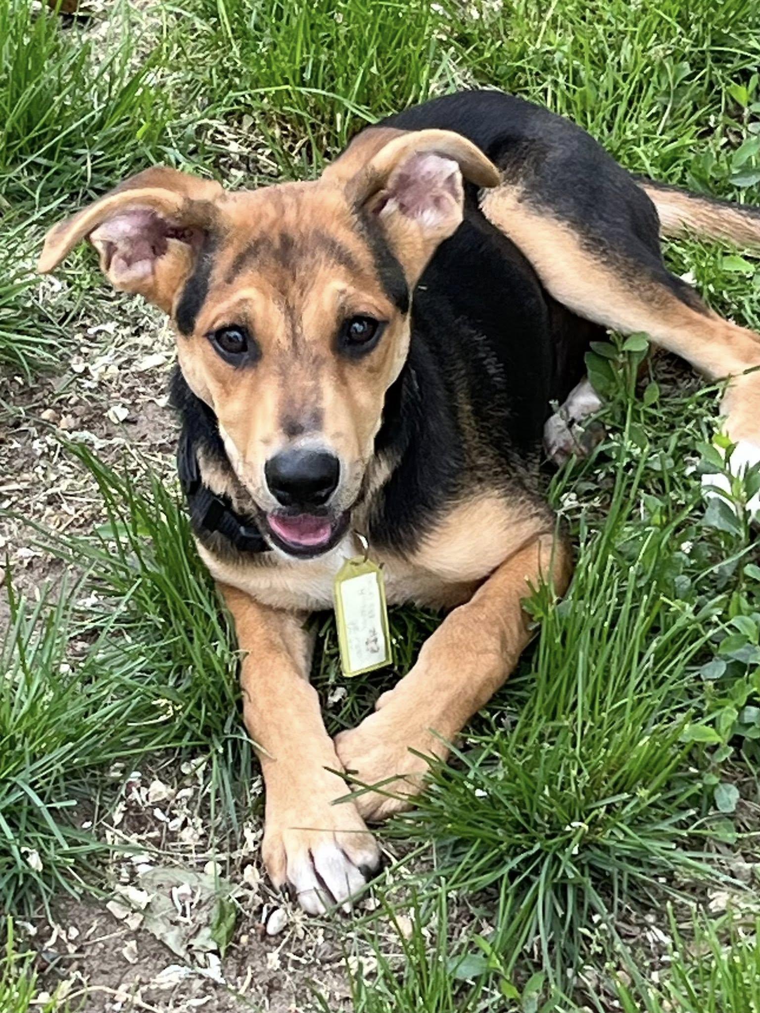 Roux, a Adoptable Terrier in Blackwood, NJ image 3/3