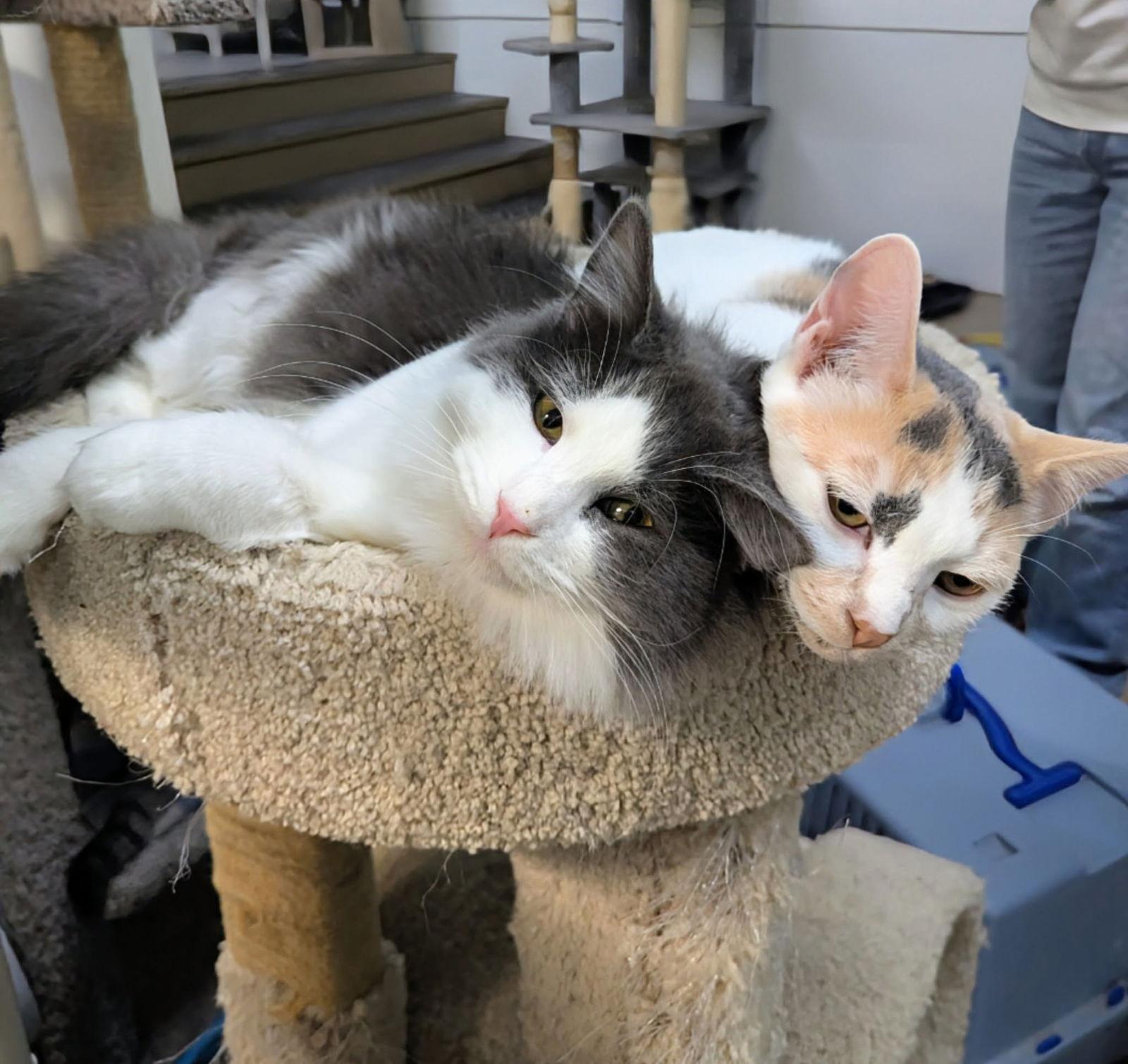 Casey AND Willow, Adoptable, Kitten Female Domestic Short Hair.