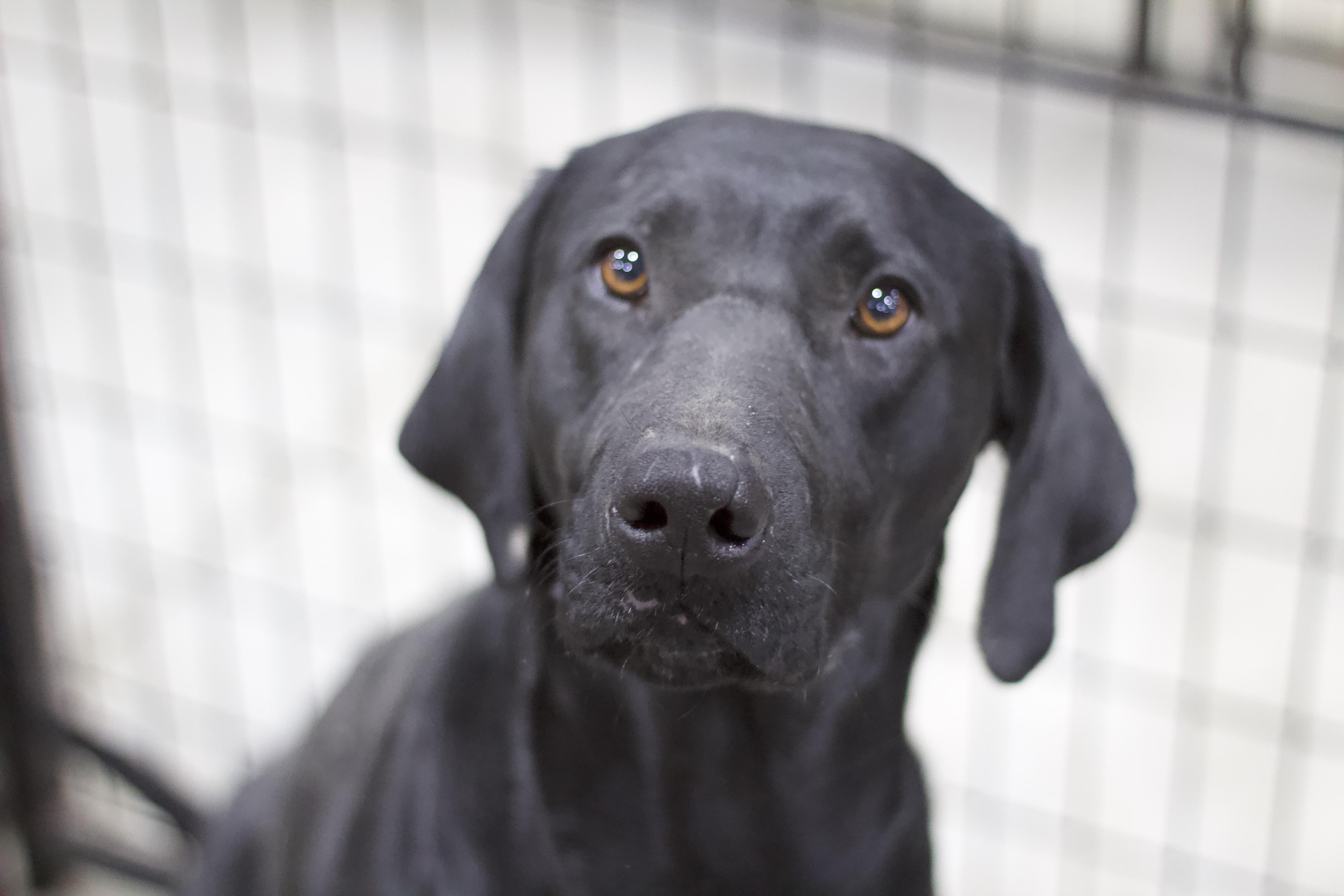 Malia, Adoptable, Adult Female Labrador Retriever.