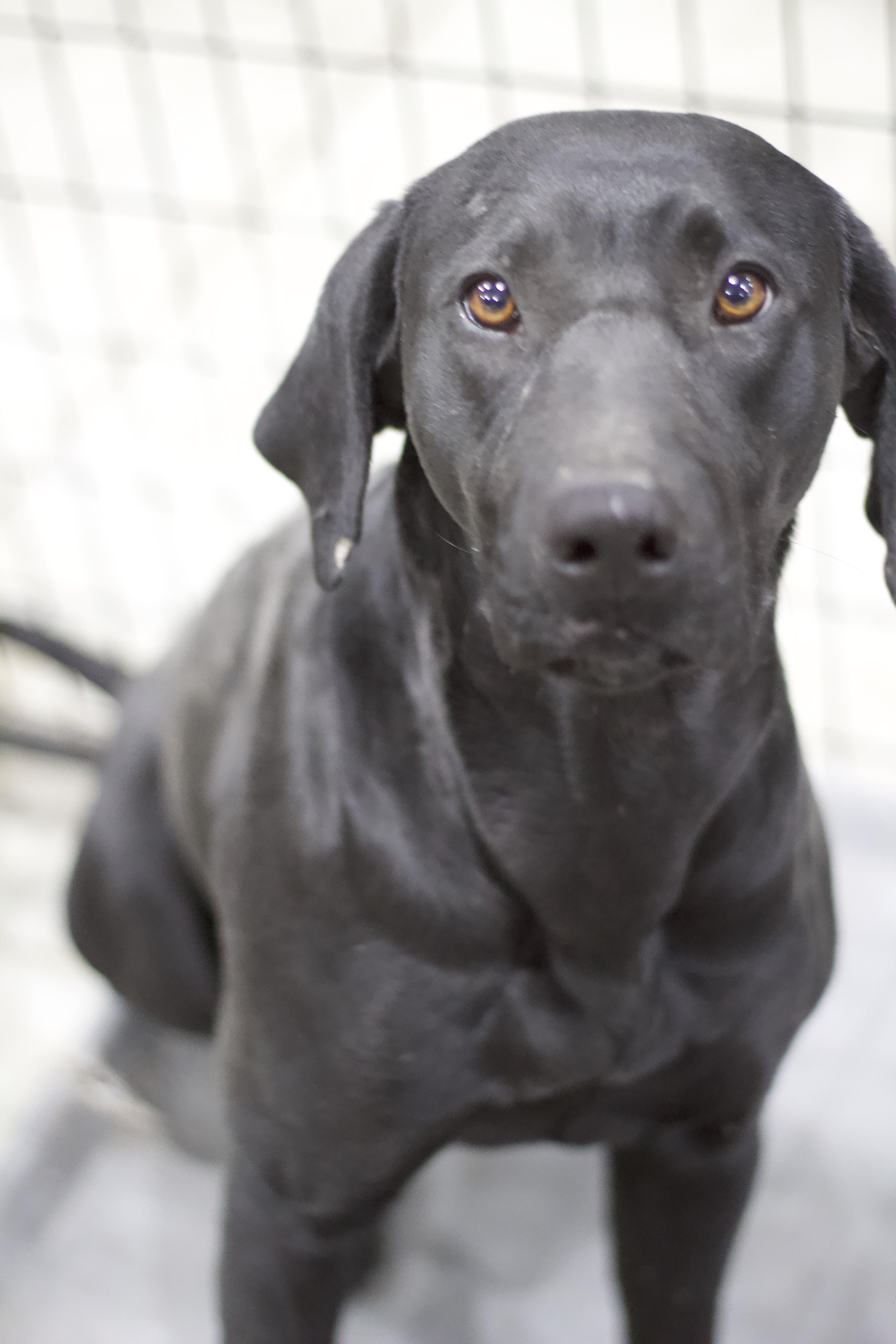 Enlarge Malia, a Adoptable mixed breed in Ottumwa, IA image 2/2